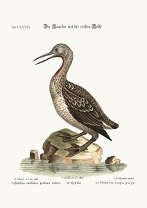 De roodkeelduiker of Loon, 1749-73
